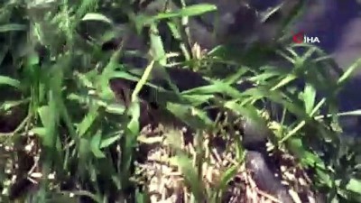 kapali alan -  Ülke genelinde yılan paniği Videosu