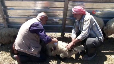 kurban bayrami -  Elazığ’da kurtlar mahalleye indi, 22 koyunu telef etti Videosu
