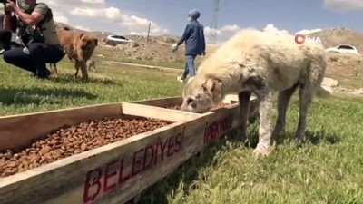 hayvan haklari -  İpekyolu Belediyesi ve Haçiko Derneğinden sokak hayvanlarına mama desteği Videosu