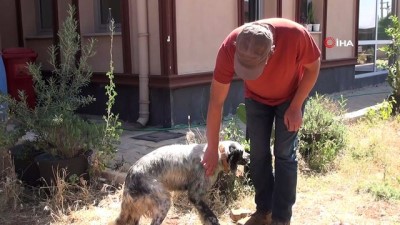 aile hekimligi -   Kahraman aile hekiminden yaralı köpeğe müdahale Videosu