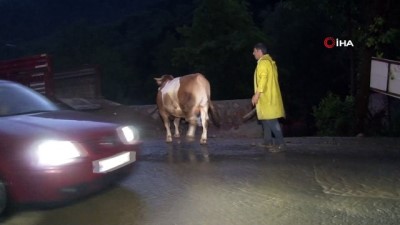  Sel sularının bastığı ahırlardaki hayvanlar boğulmaktan son anda kurtuldu