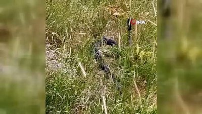  Siyah yılanların dansı görüntülendi