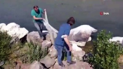 ali bal -  Van’da kaçak avlanmış 5 ton balık ele geçirildi Videosu