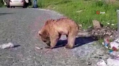 ayi yavrusu -  Bitlis’in maskotu 'Boz ayılar' yeniden görüldü Videosu