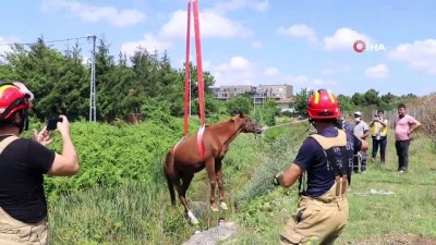  Dereye düşen ata nefes kesen kurtarma operasyonu