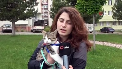 topuklu ayakkabi -   İşkence edilen sokak kedisini sahiplenip sağlığına kavuşturdu Videosu