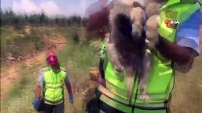 yardim cagrisi -   Kayalıkların arasına giren 4 aylık yavru köpek 10 gün sonra kurtarıldı Videosu