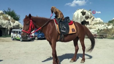 at ciftligi -  Köpeğin at üzerinde Kapadokya keyfi Videosu