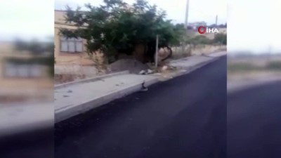  Siirt’te yılanların dansı kameraya yansıdı