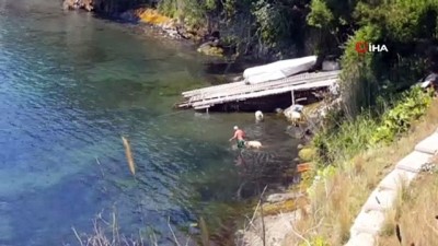  Aşırı sıcaklarda bunalan koyunları denizde serinletti