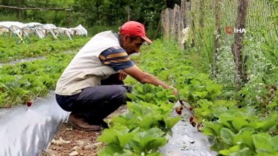  Gümüşhane’de çileklerini türkü dinleterek üreten çiftçi taleplere yetişemiyor