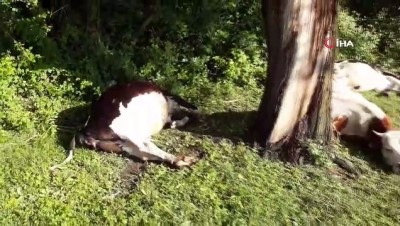yildirim dusmesi -  Merada otlayan hayvanların üzerine yıldırım düştü Videosu