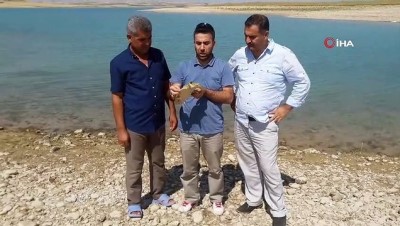 irak -  Nesli tükenme tehlikesindeki kaplumbağa balıkçı ağına takıldı Videosu