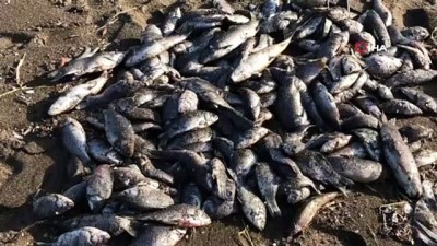  Toplu balık ölümlerine çamur akan Asi Nehri neden olmuş