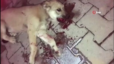  Yavrularından biri öldürülen anne köpeğin gözyaşları