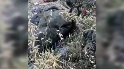  Yılanların dansı kameraya yansıdı