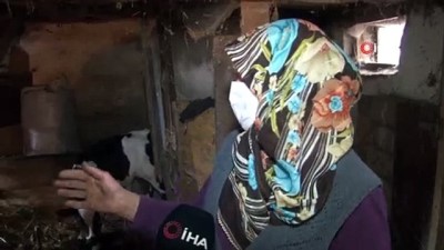 yildirim dusmesi -  Yıldırım düşmesi sonucu inekleri telef olan kadın gözyaşlarına boğuldu Videosu