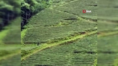  Çay setleri arasında gezinen boz ayıyı telefonlarıyla görüntülediler