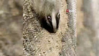  Gercüş’te nesli tükenme tehlikesi altında olan yavru porsuk, aracın çarpması sonucu telef oldu