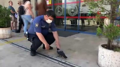  Sevimli karga Marmaris Adliyesi’nin maskotu oldu