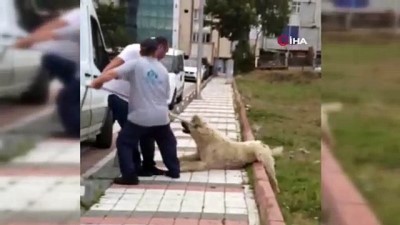  Sultangazi’de 10 yaşındaki çocuğa köpek saldırdı