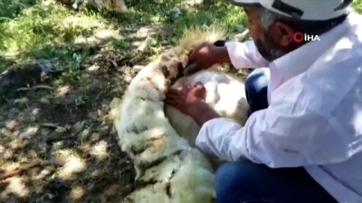 hayvan -  Yaylalarda koyun kırkma sezonu başladı Videosu
