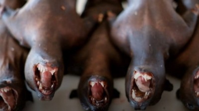 hayvan - Çin’in vahşi hayvan ticaretini tamamen yasaklaması mümkün mü? Videosu