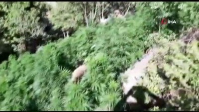 hint keneviri -  Elazığ’da 2 bin rakımda uyuşturucu tarlasına operasyon Videosu
