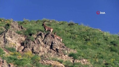 hayvan -  Sıcaklar arttı, dağ keçileri dereye indi Videosu