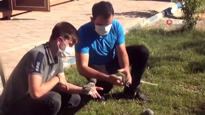 hayvan -  Şırnak’ta yaralı kuşlar tedavi altına alındı Videosu