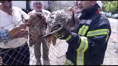 tavuk ciftligi -  Tele takılan puhu kuşunu itfaiyeciler kurtardı Videosu