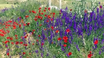  Yozgat’ta gelincik çiçekleri görsel şölen oluşturdu