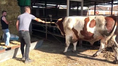 hayvan -  Bursa'nın 'Reisi' alıcısını bekliyor Videosu