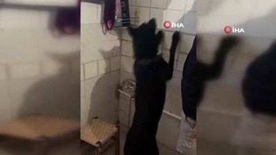 cephanelik -  Duvarın içine gizlenmiş uyuşturucuyu narkotik köpeği buldu Videosu