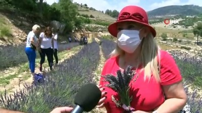 kooperatif -   Mersin'de boş arazilere dikilen lavantalar görsel bir şölen sunuyor Videosu