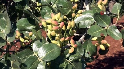  Antep baklavasının fıstığı Kahramanmaraş’tan