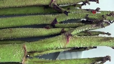 aria -  'Bu bitki kansere geçit vermiyor' Videosu