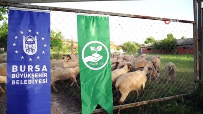  Büyükşehir’den hayvancılığa destek