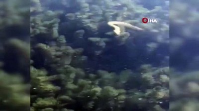 baros -  İznik Gölü’nde aynı bölgede çok sayıda yılanın su yüzüne çıkması vatandaşları tedirgin etti Videosu