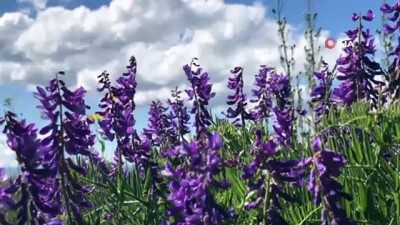  Kars’ta Yahni Dağı eteklerinde kart postallık görüntüler