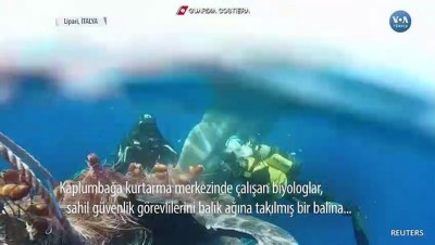 balina - Akdeniz’de Ağlara Takılan Balina Kurtarıldı Videosu