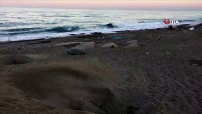  Antalya sahillerinde caretta carettaların yumurtlama dönemi sürdürüyor