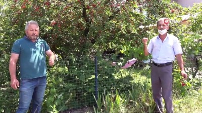 isaf -  Bahçesine, 'Özenip de yemeden geçen günahını kendi çeksin' yazısı astı Videosu