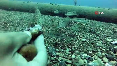sualti kamera -  - Balon balıkları oltaya takılan balon balığına acımadı Videosu