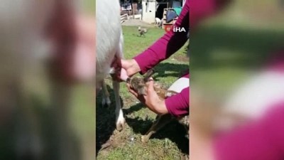 keci sutu -  Bartın’da yavru karaca, kendisini emziren keçiyi anne olarak benimsedi Videosu