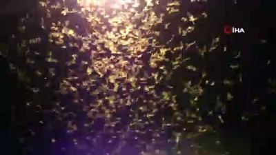  Şırnak’ta kelebek istilası