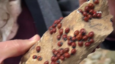  2 bin 400 rakımlı Uludaz tepesinde Uğur böceklerinden görsel şölen