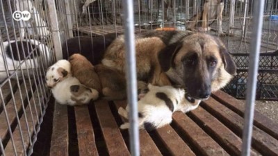 Almanya'da yasa dışı köpek ticareti