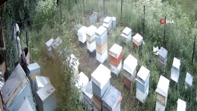  Ayılar kovanlara dadandı, kameralara böyle yansıdı