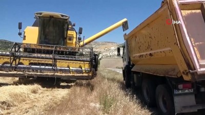  Elazığ'da 600 dönüme arpa eken başkan, hasada başladı